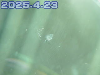 �u���[�Y�A�C�u���C�N�̃��y�A��